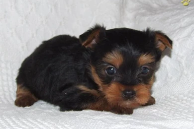 Yorkshire Terrier Puppies For Sale 12 Cool Wallpapers ...