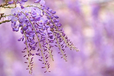 Wisteria HD Wallpaper, Wisteria Flower Images, New Wallpapers