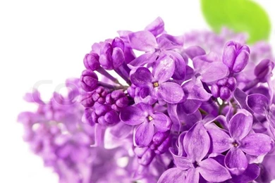 Spring Lilac Flowers On White Backgrounds Stock Photo