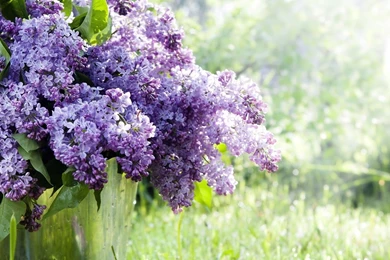 Lilac Flower Drawing   Wallpaper.