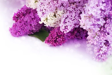 Flowers Purple Lilac   Free High Quality Backgrounds Pictures