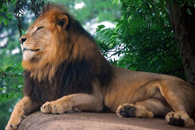 Lion King Of Zoo Wallpapers