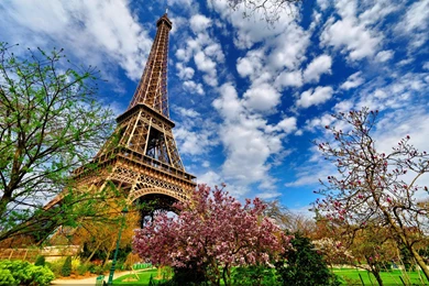 MAGNOLIA TREE NEAR EIFFEL TOWER WALLPAPER   (