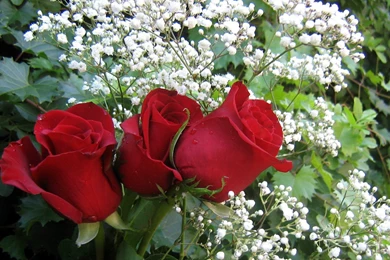 Wallpapers Of Red Roses Wallpapers Cave