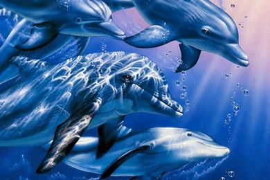 Dolphin Wallpapers Widescreen