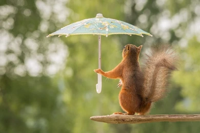 Funny Wallpaper Backgrounds And Funny Pics Best Collection