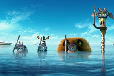 Funny Dog With Zebra Stripes Funny Wallpapers HD