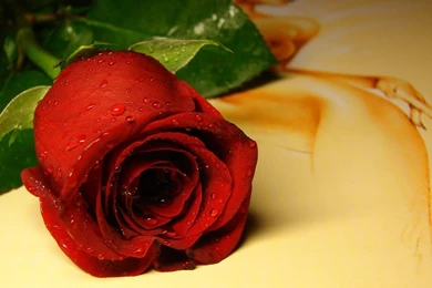 Rose day photos.jpg