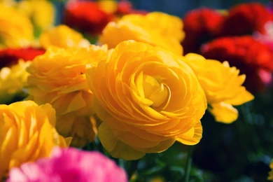 Yellow Rose HD Wallpapers nature hd.jpg