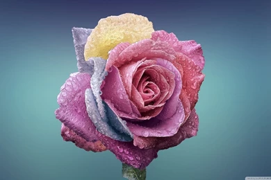 Colorful Rose HD Desktop Wallpapers : Widescreen : High Definition ...