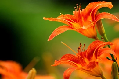 ORANGE TIGER LILY WALLPAPER   (