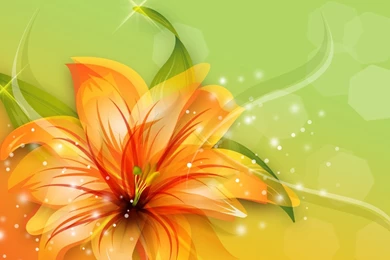 Tiger Lily Wallpapers   Wallpapers Cave