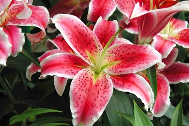 Desktop Wallpapers » Flowers Backgrounds » Tiger Lilies » Www ...