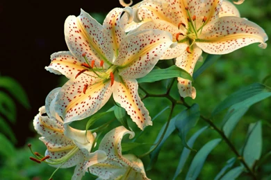 Tiger Lily Desktop Wallpapers