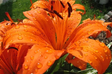 Images Of Tiger Lilies   Desktop Backgrounds