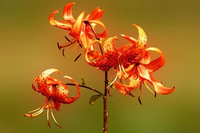 Tiger lily wallpaper.jpg