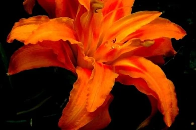 Tiger Lily   National Geographic Photo Contest 2011   National ...