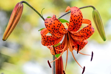 Tiger Lily Widescreen Wallpapers