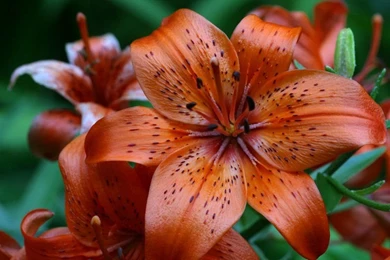 Tiger_lily_flower_meaning.jpg