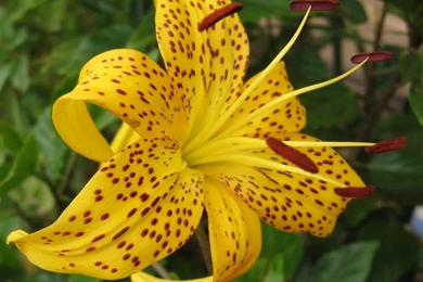 Picture Of Tiger Lily Flower   Beautiful Black And White Flowers ...