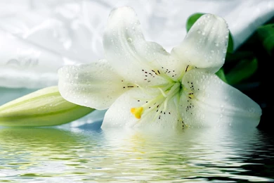 Tiger Lily Desktop Wallpapers