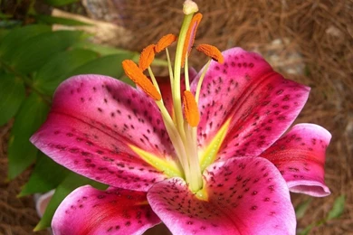 Pictures Of Tiger Lilies   All Wallpapers New