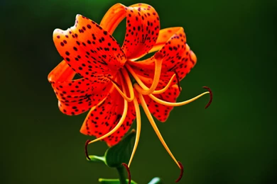 Tiger Lily Wallpaper, Size: 5184x3456