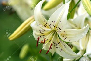 White Tiger Lily