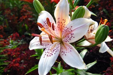 Tigerlilly DeviantArt