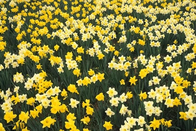 Hillside Of Daffodils Louisville Kentucky   Flowers Photography ...