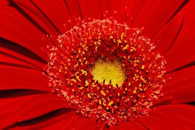 LOUISVILLE KENTUCKY GERBERA DAISY DAISY HD WALLPAPER   (