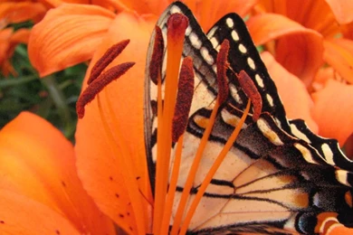 File:Butterfly On A Tiger Lily (174078530).jpg   Wikimedia Commons