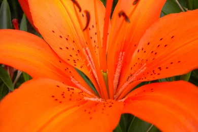 Lily Flower Images And Wallpapers Download