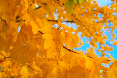 Windows_8_yellow_by_rehsup d31swov.png