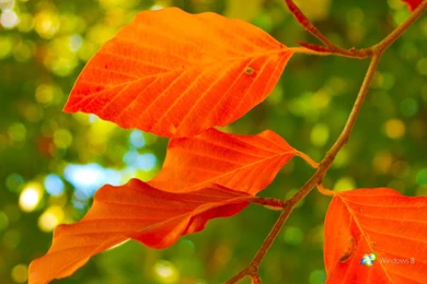 Windows 8 Best Wallpapers