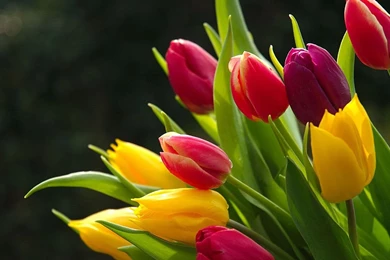 Hd Abstract Wallpapers, Colorful Backgrounds, Widescreen Images ...