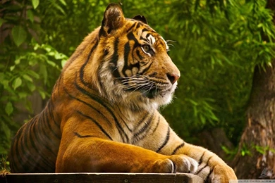 Beautiful Tiger HD Desktop Wallpapers : Fullscreen