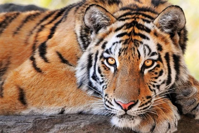 2560x1440 Beautiful Tiger Wallpapers