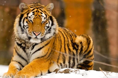 Beautiful Tiger Picture   BestePics