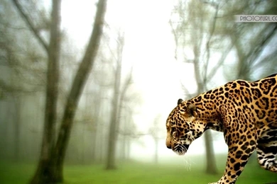 Free National Geographic Animal Wallpapers Tiger, Giraffe, Peacock ...