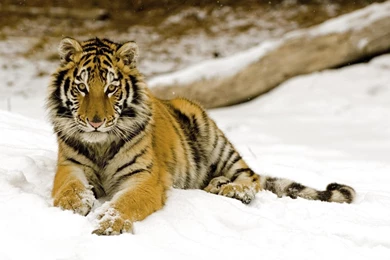 High Definition Tiger Wallpapers For Free Download