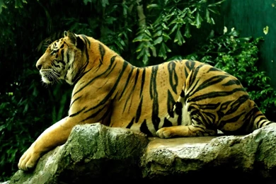 Beautiful Tiger New Wallpapers