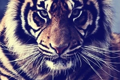 Tiger Wallpapers   A King Only Bows Down To His Queen