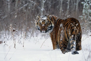 The Beautiful Wild Snow Tiger Animal Wallpapers