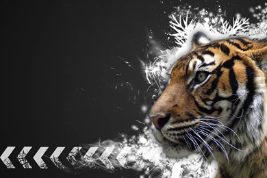 Desktop beautiful tigers pics wallpaper.jpg