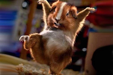 Funny Animated Wallpapers For PC.jpg