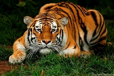 Images Tiger   HD Wallpapers Pretty