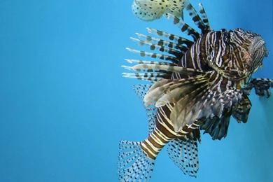 Lionfish Wallpapers By Armarant On DeviantArt