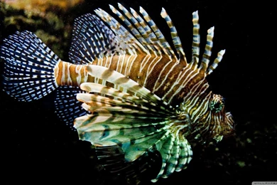 Lionfish wallpaper 1600×900