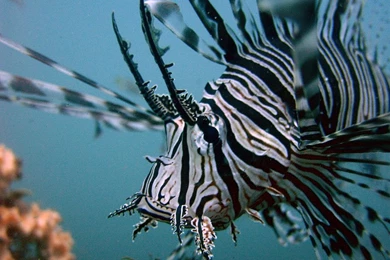 133506d1363930769 lionfish wallpapers lionfish images 1024 x 768.jpg